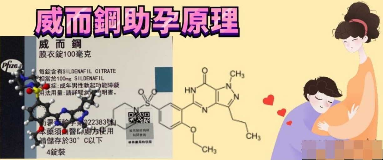 威而鋼助孕作用機制圖解，說明藥物如何改善血液迴圈